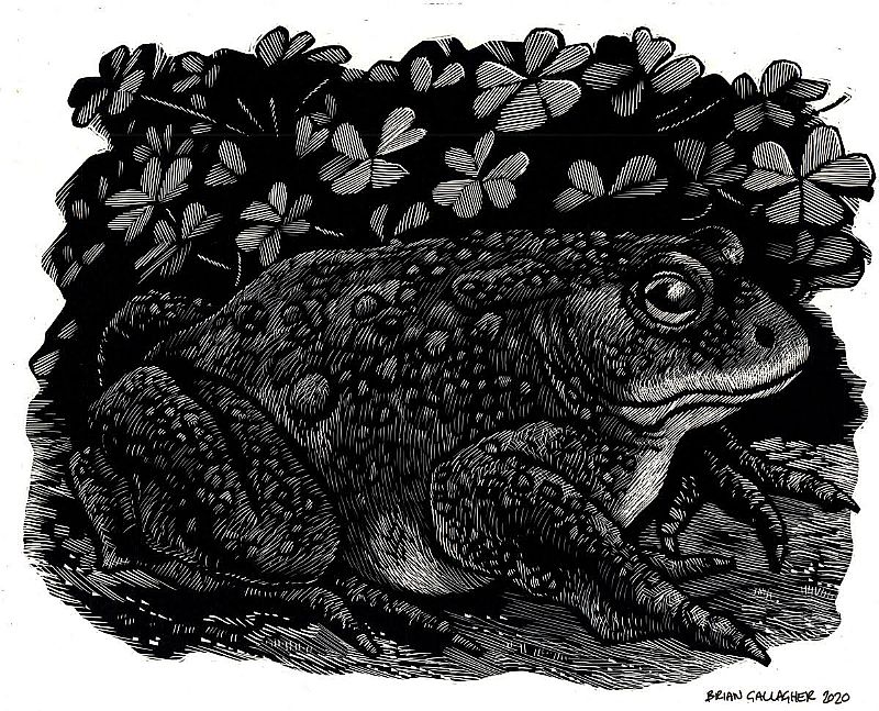 View Toad