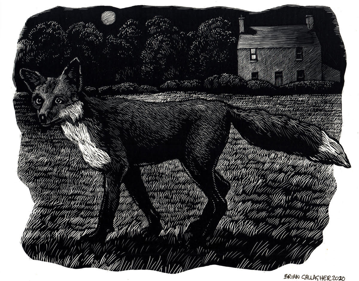 Midnight Fox by Brian Gallagher