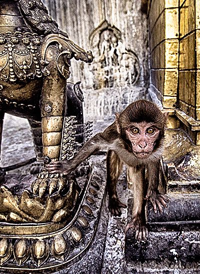 Little monkey by  Unknown