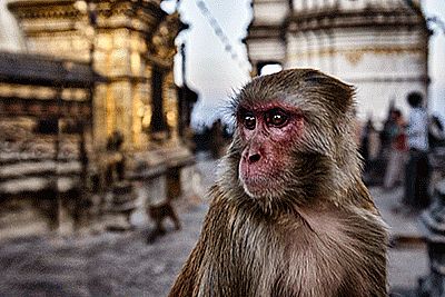Monkey temple by  Unknown