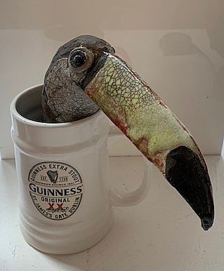 View Toucan in Guinness pot
