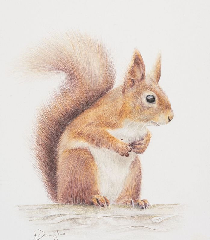 Jackie O'Donoghue - Little red squirrel