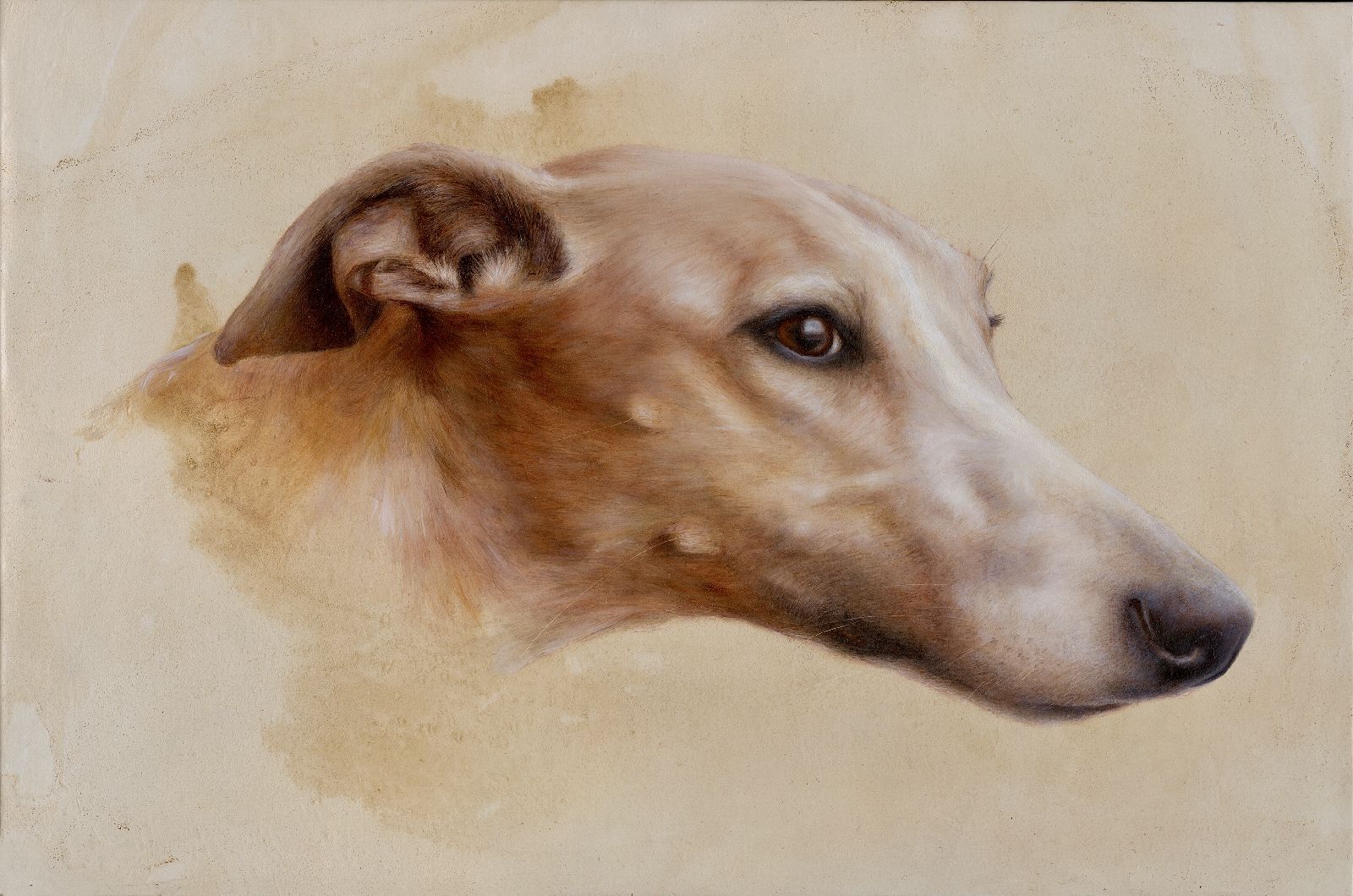Sighthound  by Karen  Lightfoot
